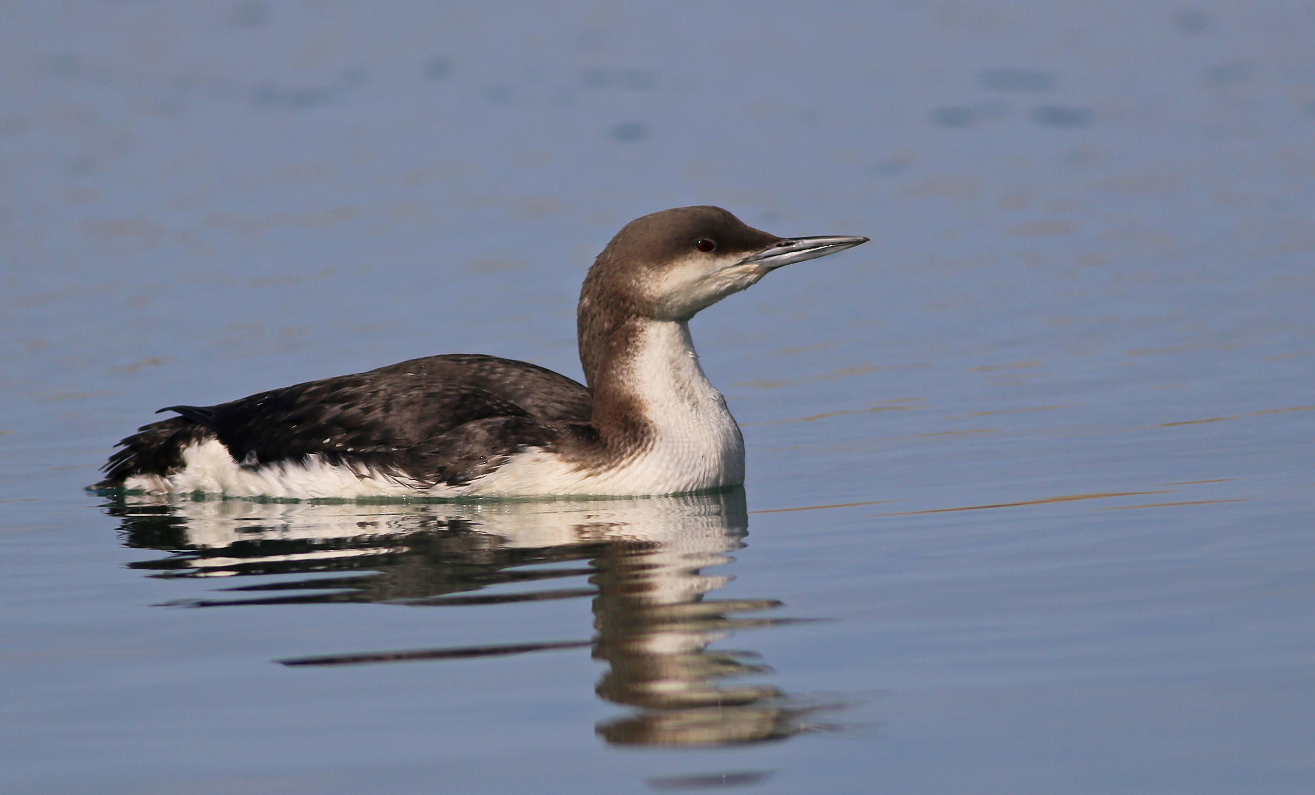 Arctic Loon